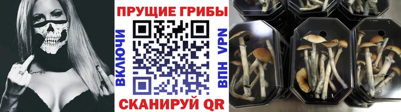 Псилоцибиновые грибы GOLDEN TEACHER Краснокамск
